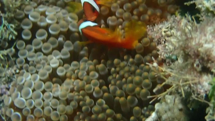 Tomato anemonefishes (Amphiprion frenatus) fighting in the wild
