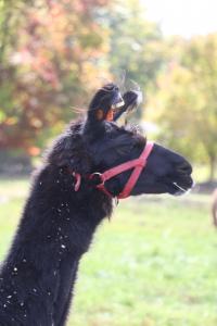 Llamas Nanobodies
