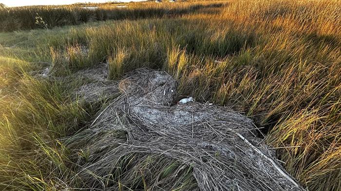 La basura flotante se extiende por la bahía de Chesapeake, el estuario más grande de los Estados Unidos
