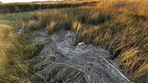 La basura flotante se extiende por la bahía de Chesapeake, el estuario más grande de los Estados Unidos