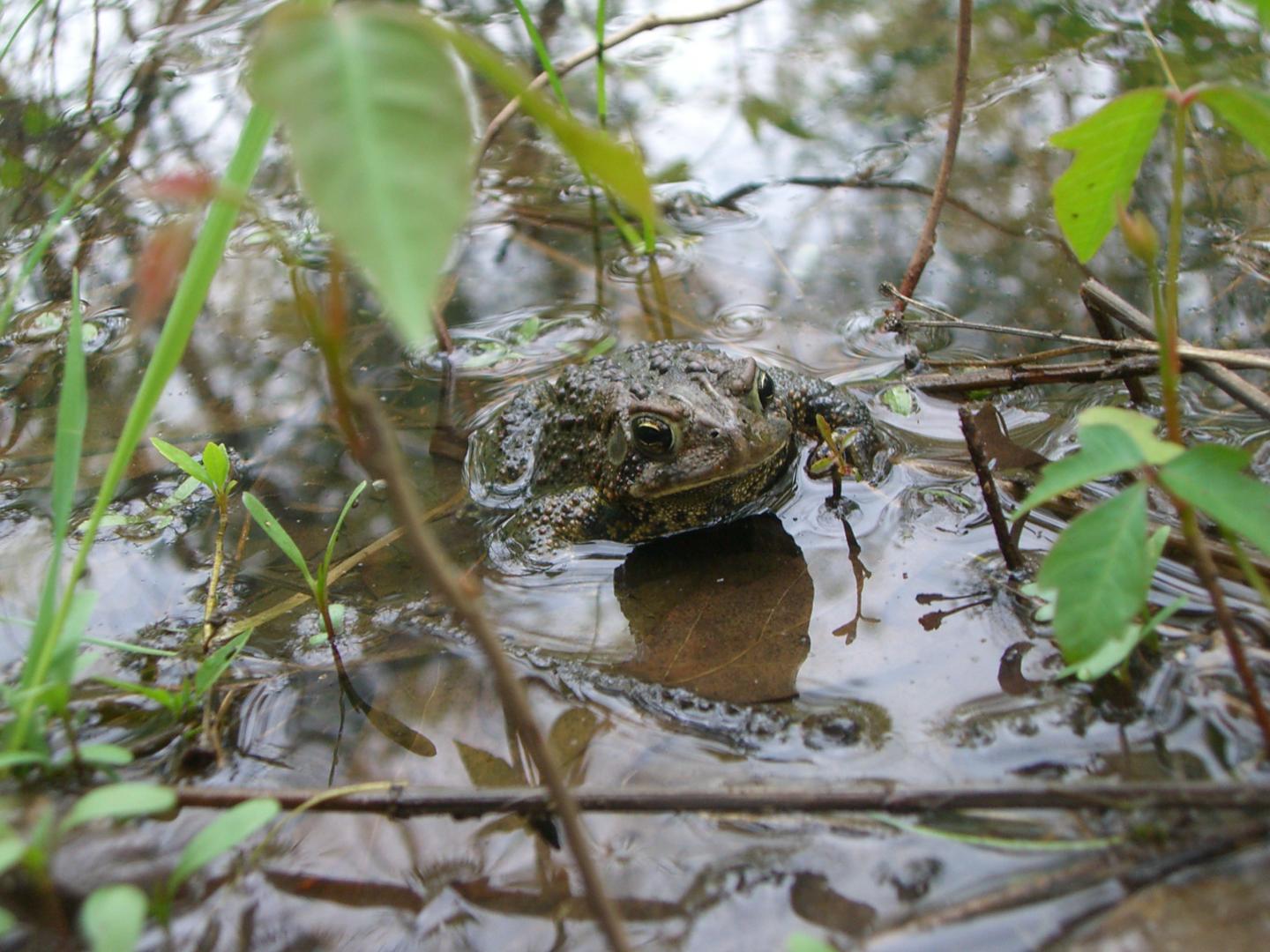 <i>Anaxyrus americanus</i>
