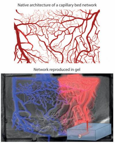 Laser-Sculpting Paths for Cells