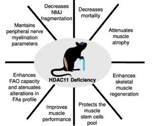 HDAC11 Deficiency effects