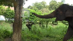 Asian elephants (Elephas maximus) demonstrate inhibitory control in a detour task