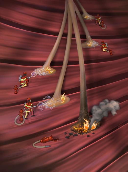Illustration showing the gene therapy’s protective effect on motor neurons, preventing the “fire-like” degeneration characteristic of ALS.