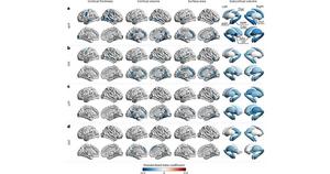 PolyU research reveals fat distribution as key to brain health, with visceral fat accumulation significantly accelerating brain ageing and showing much stronger association than BMI