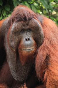 【Orangutan】羽毛布団　superior1 BUCHENBAUM Orangutan Fact Sheet | Blog | Nature | PBS