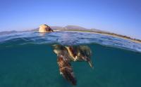 Sea Turtle