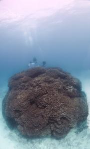 Turbinaria sp. measuring 11m in diameter.