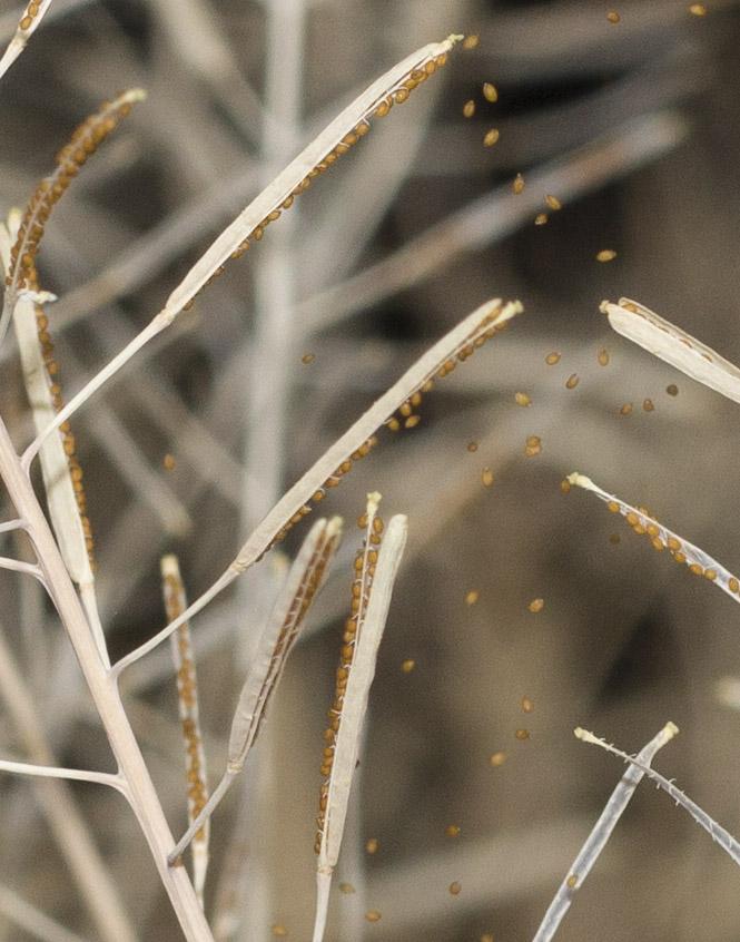 <em>Arabidopsis thaliana</em>