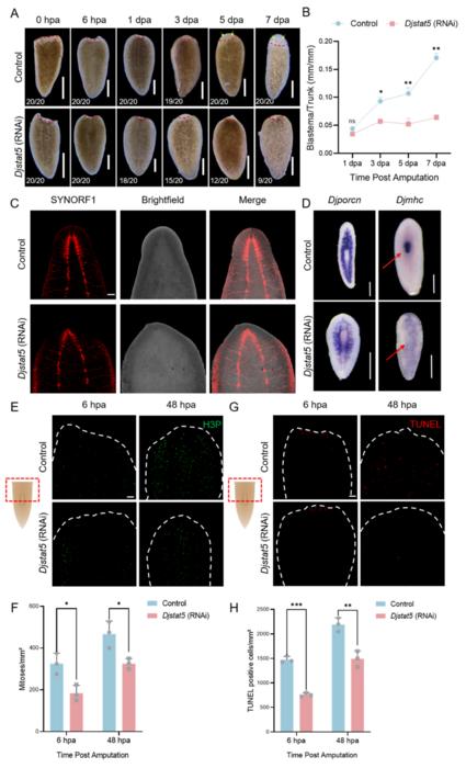 Knockout of Djstat5 causes tissues regeneration defects and abnormal cell proliferation and apoptosis in planarians