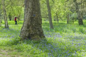 Bluebells in Cambridge University Botanic Garden