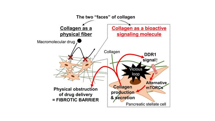 The Two “Faces” of Collagen in Pancreatic Cancer Fibrosis