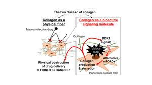 The Two “Faces” of Collagen in Pancreatic Cancer Fibrosis