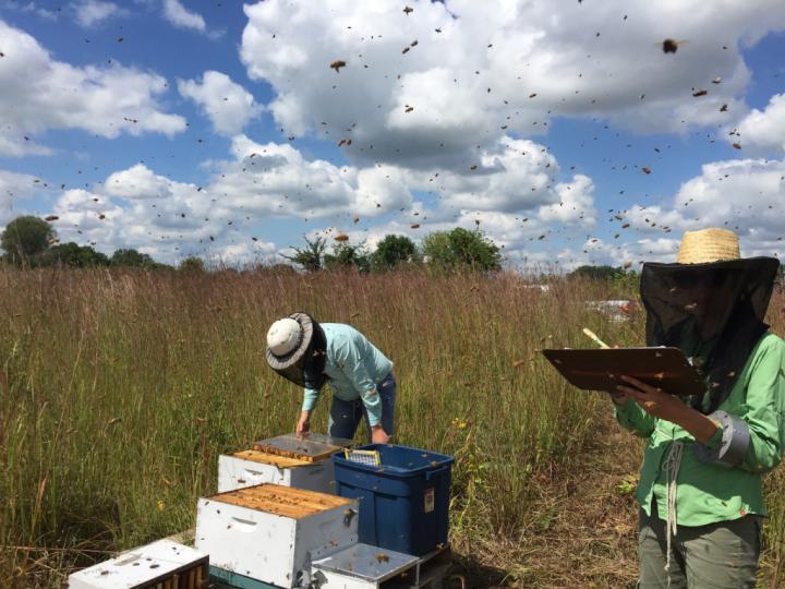 Honey Bee Colonies