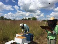 Honey Bee Colonies