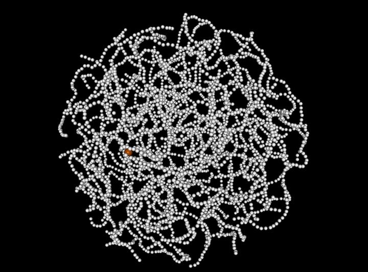 DNA