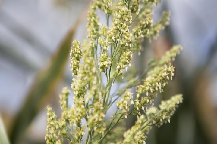Sorghum