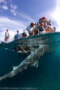 Tiger Shark Boatside