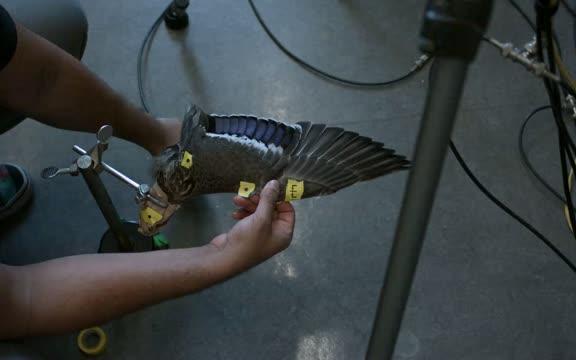 Why Are Bald Eagles Such Great Gliders? It's All in the Wrist (1 of 2)