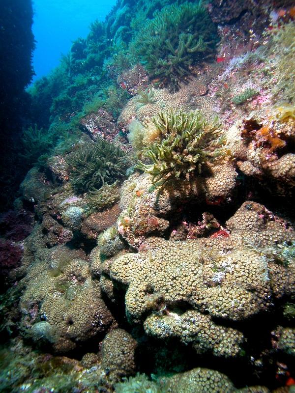 Cladocora caespitosa
