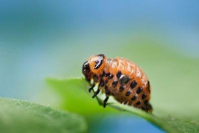 Potato Beetle Larva