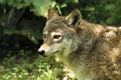 Coyote