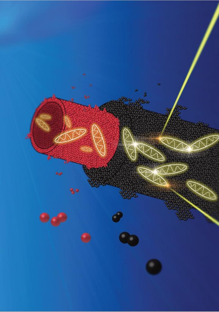Artificial Light-Harvesting Device