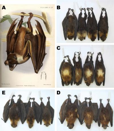 Flying Foxes Composite