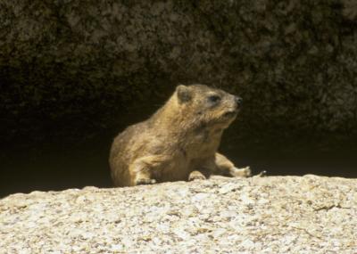 Hyrax