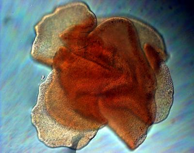 Trichoplax