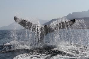 Arabian humpback whale fluke