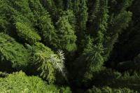 Canopy