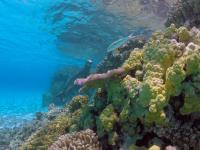 A juvenile Hawaiian monk seal swims near Trig Island, French Frigate Shoals