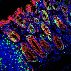 Illustration of a mouse colon tissue.