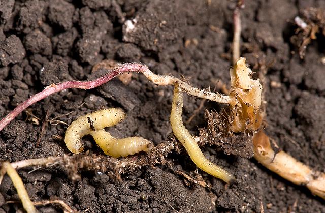 Western corn rootworm larvae