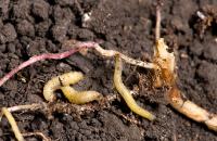 Western corn rootworm larvae