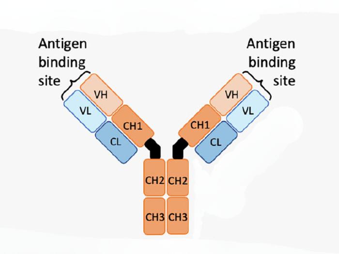 Antibody structure