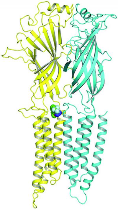 Propofol Binding Site on GABA