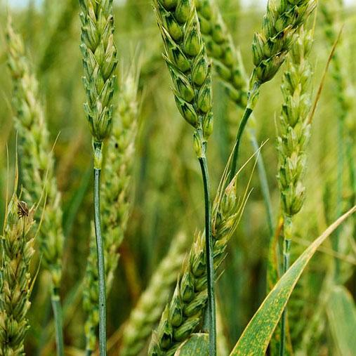 Crops