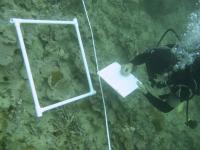 Surveying a Dead Reef