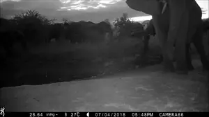 Elephants attack lion vocalizations