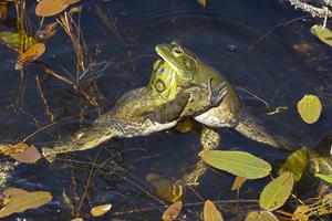 Lithobates catesbeianus