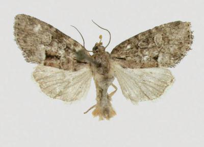 <i>Cherokeea attakullakulla</i>