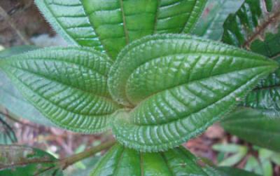 Image of a <i>Miconia racemosa</i> seedling growing in forest understory in Puerto Rico