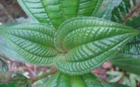 Image of a <i>Miconia racemosa</i> seedling growing in forest understory in Puerto Rico