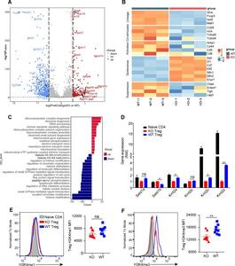Transcriptional profiles of Treg cells in draining lymph nodes.