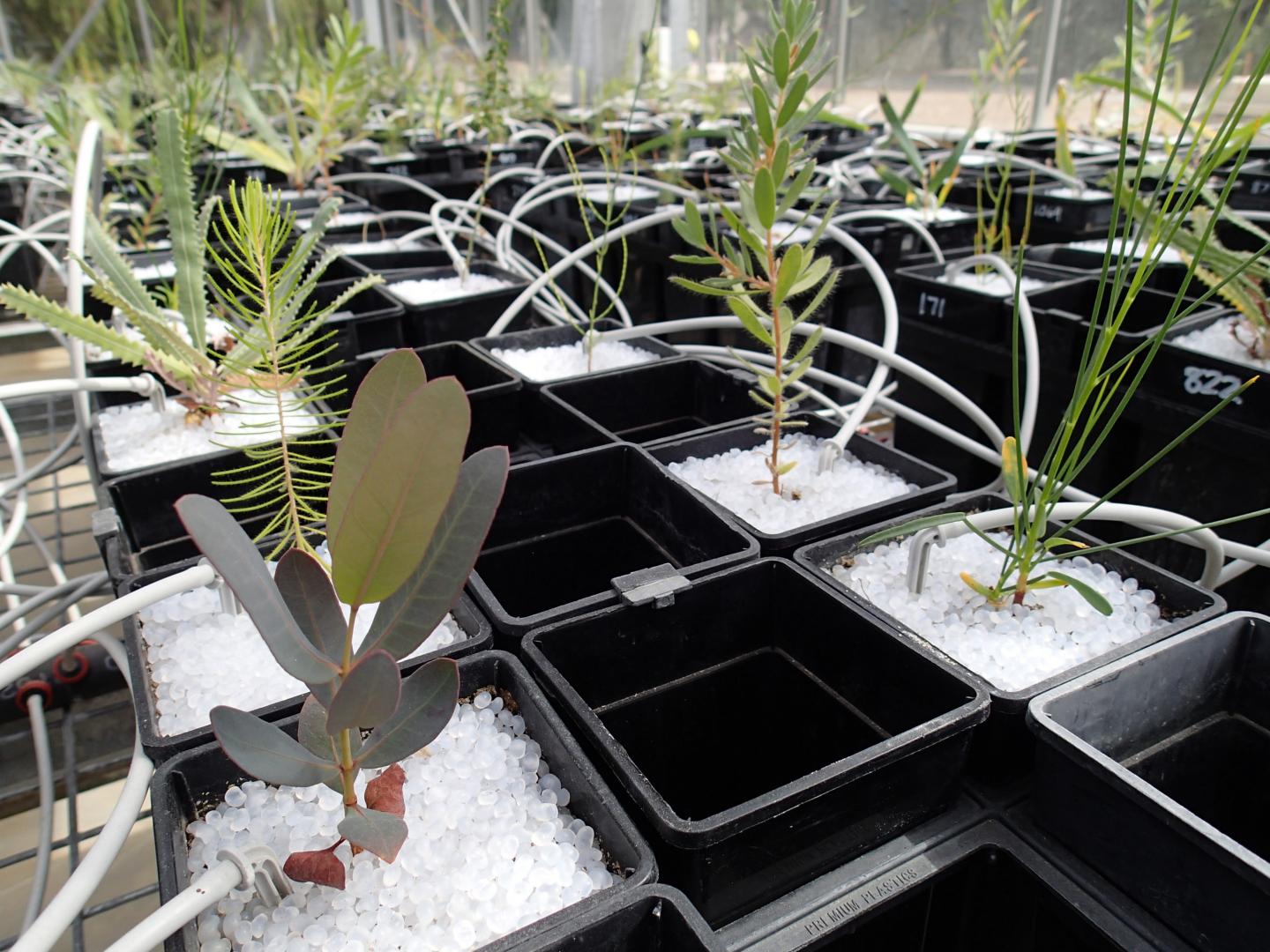 How Soil Bacteria and Fungi Drive Plant Diversity