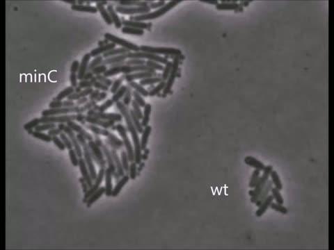 Bacteria Take out the Garbage