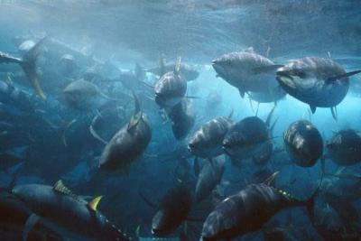 Tuna in a Purse Seine Net